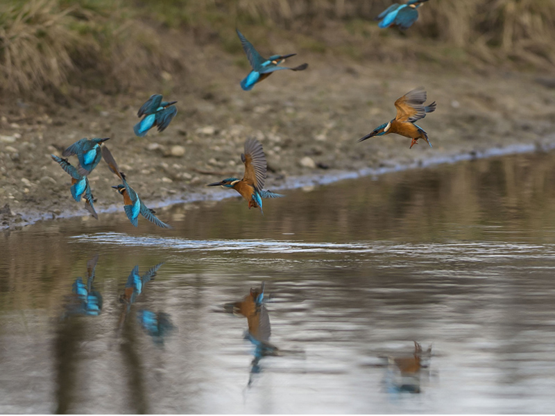 Tuffo del Martino (Alcedo atthis)